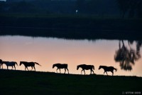 /album/photo-gallery-silhouette/%e9%bb%84%e6%98%8f%e3%81%ae%e9%a6%ac%e3%81%9f%e3%81%a1%e3%80%80%ef%bd%9e%e6%b0%b4%e8%be%ba%e3%81%ae%e3%82%b7%e3%83%ab%e3%82%a8%e3%83%83%e3%83%88%ef%bd%9e-jpg/